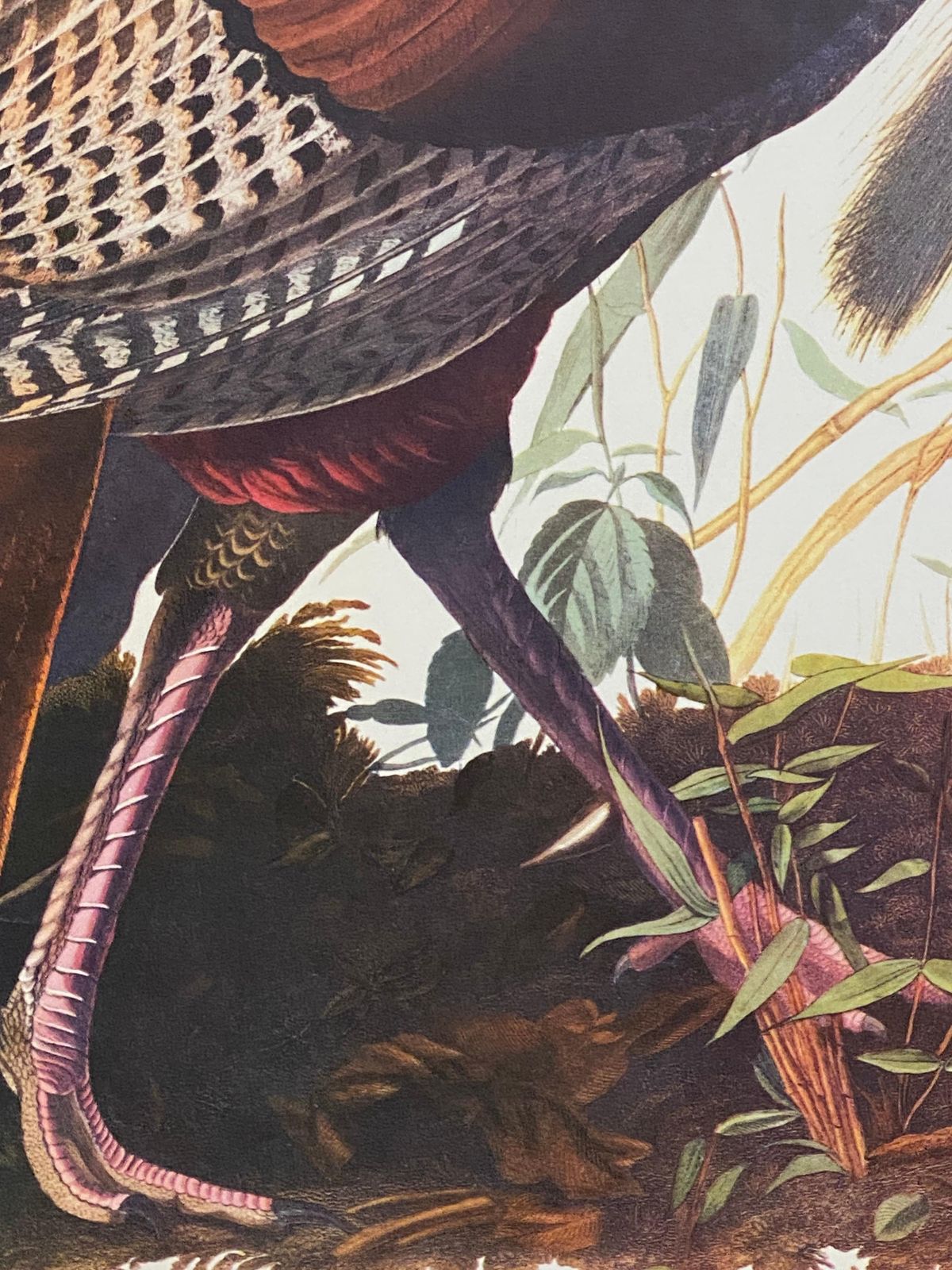 Unknownlarge Classical Bird Color Print After John James Audubon, Wild Turkey20th Century photo Art