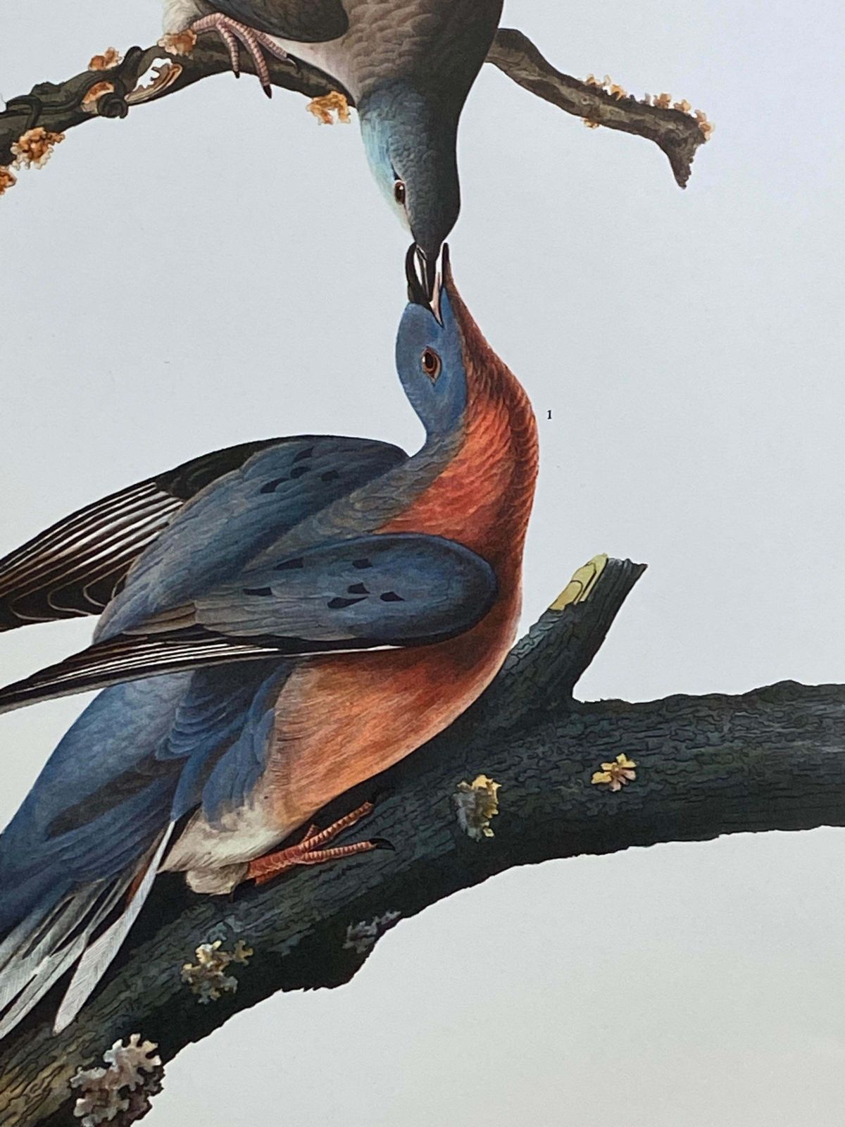 Unknownlarge Classical Bird Color Print After John James Audubon, Passenger Pigeon20th Century photo 137.0