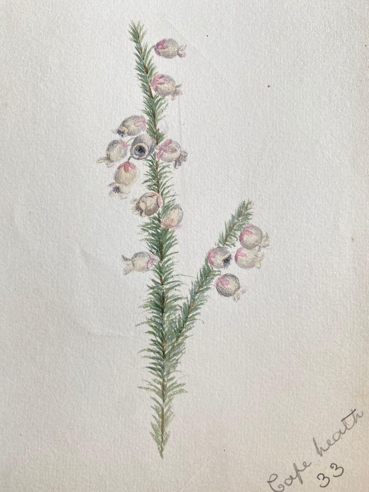 Unknownfine Antique British Botannical Plant Watercolour Painting, Circa 1900'scirca 1900s photo furniture