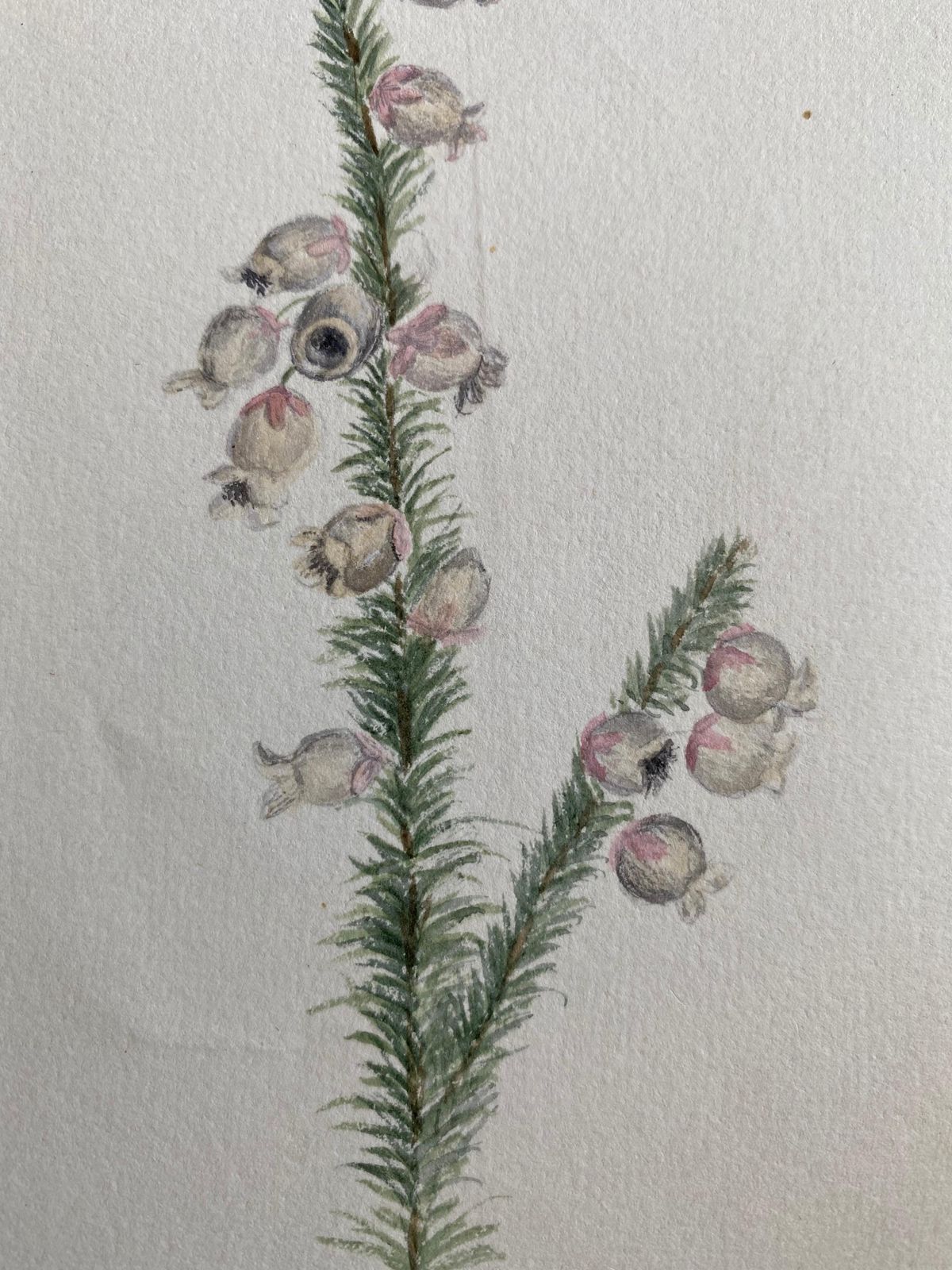 Unknownfine Antique British Botannical Plant Watercolour Painting, Circa 1900'scirca 1900s photo Art