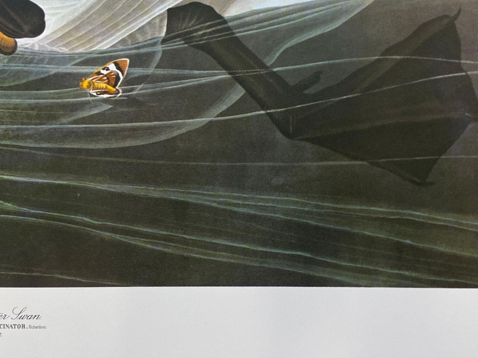 Unknownlarge Classical Bird Color Print After John James Audubon, Trumpeter Swan20th Century photo Art