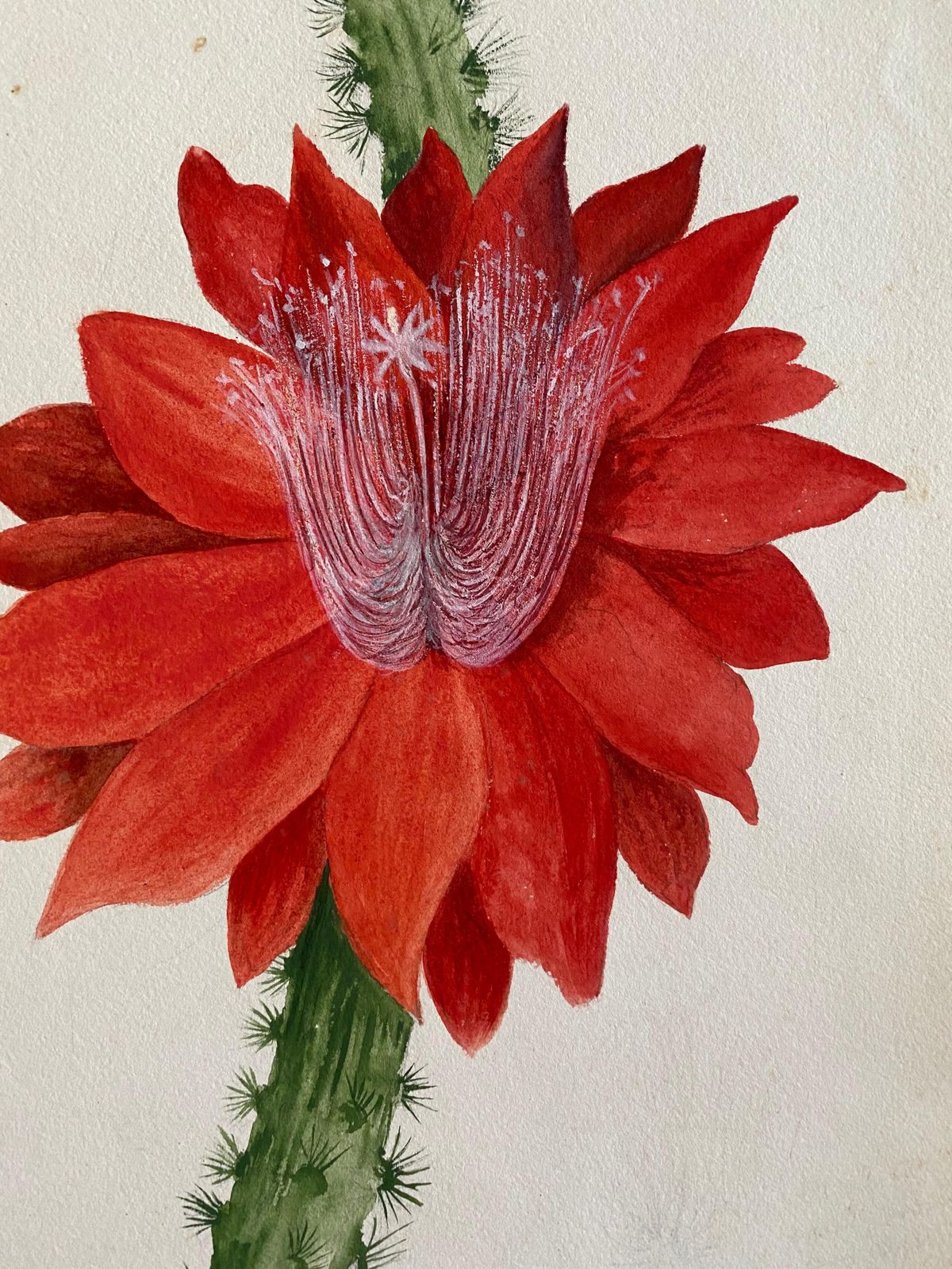 Unknownfine Antique British Botannical Watercolour Painting, Circa 1900's Red Flowercirca 1900s photo furniture