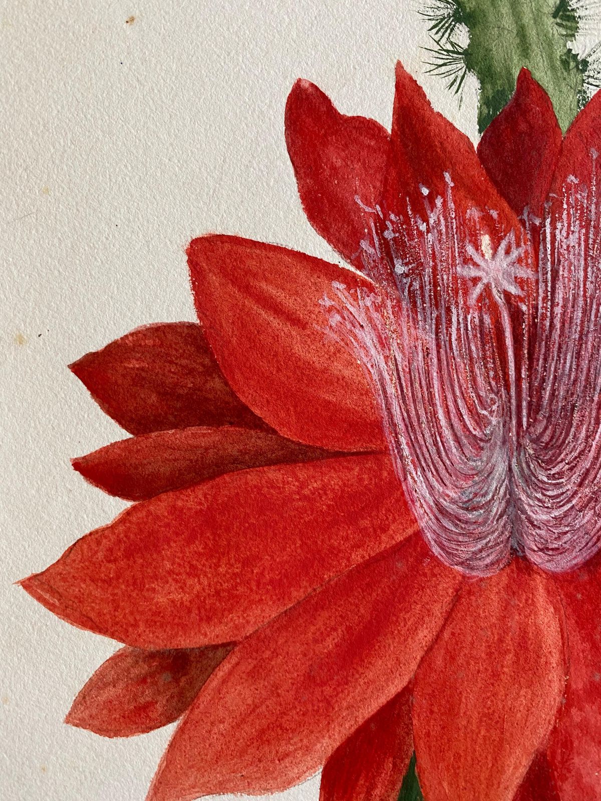 Unknownfine Antique British Botannical Watercolour Painting, Circa 1900's Red Flowercirca 1900s photo for sale