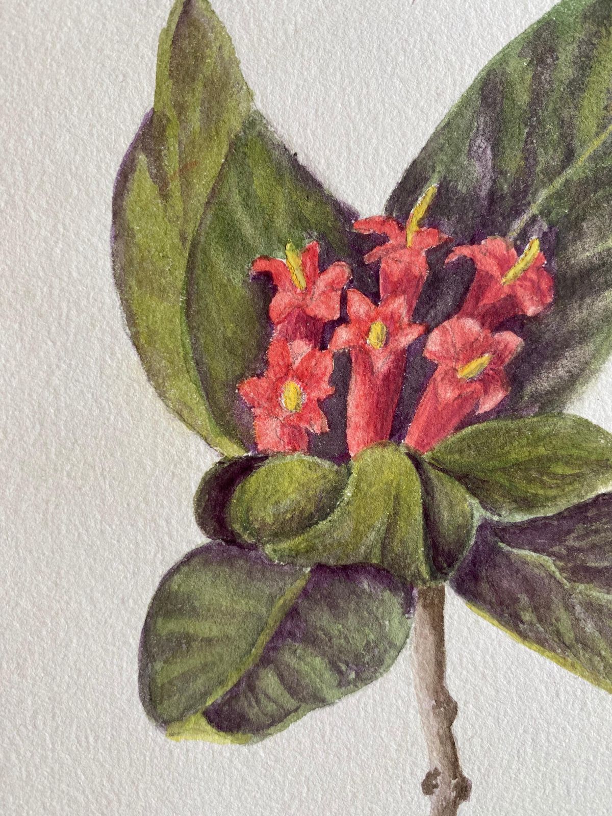 Unknownfine Antique British Botannical Watercolour Painting, Circa 1900'scirca 1900s photo for sale