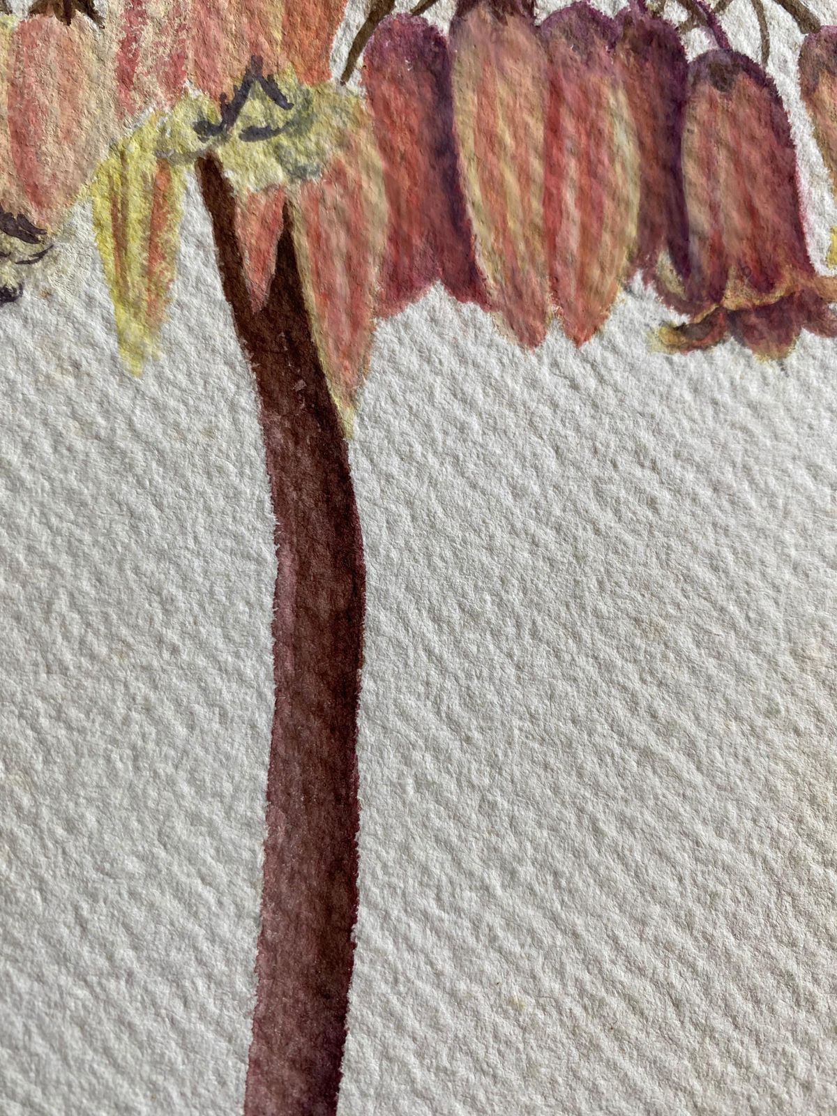 Unknownfine Antique British Botannical Flower Watercolour Painting, Circa 1900'scirca 1900s photo buy