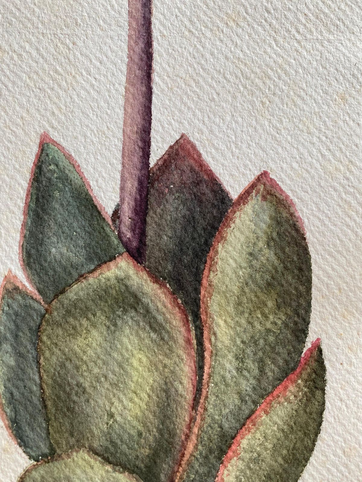 Unknownfine Antique British Botannical Flower Watercolour Painting, Circa 1900'scirca 1900s photo vintage
