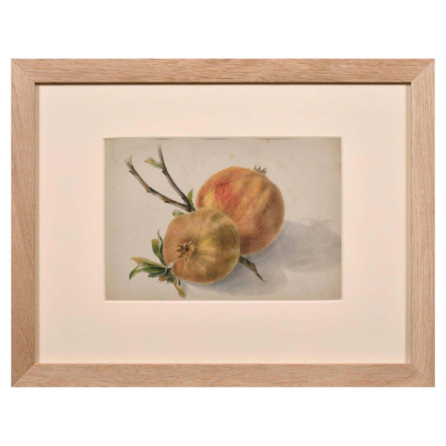 Unknownfine 19thc Botannical Watercolour Drawing   Two Red & Green Apples & Branchcirca 1860s
