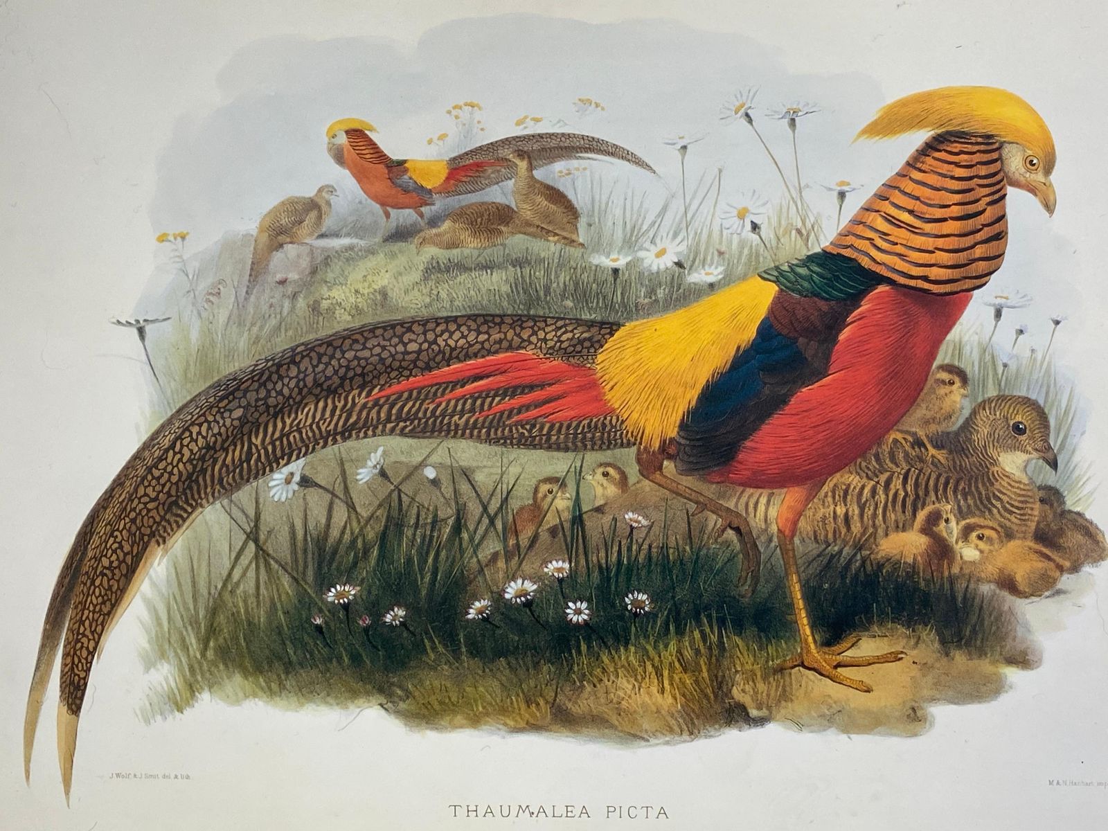 Unknownclassic Bird Color Prints X 3, Beautiful Set Of 3 Classical Birds20th Century photo furniture