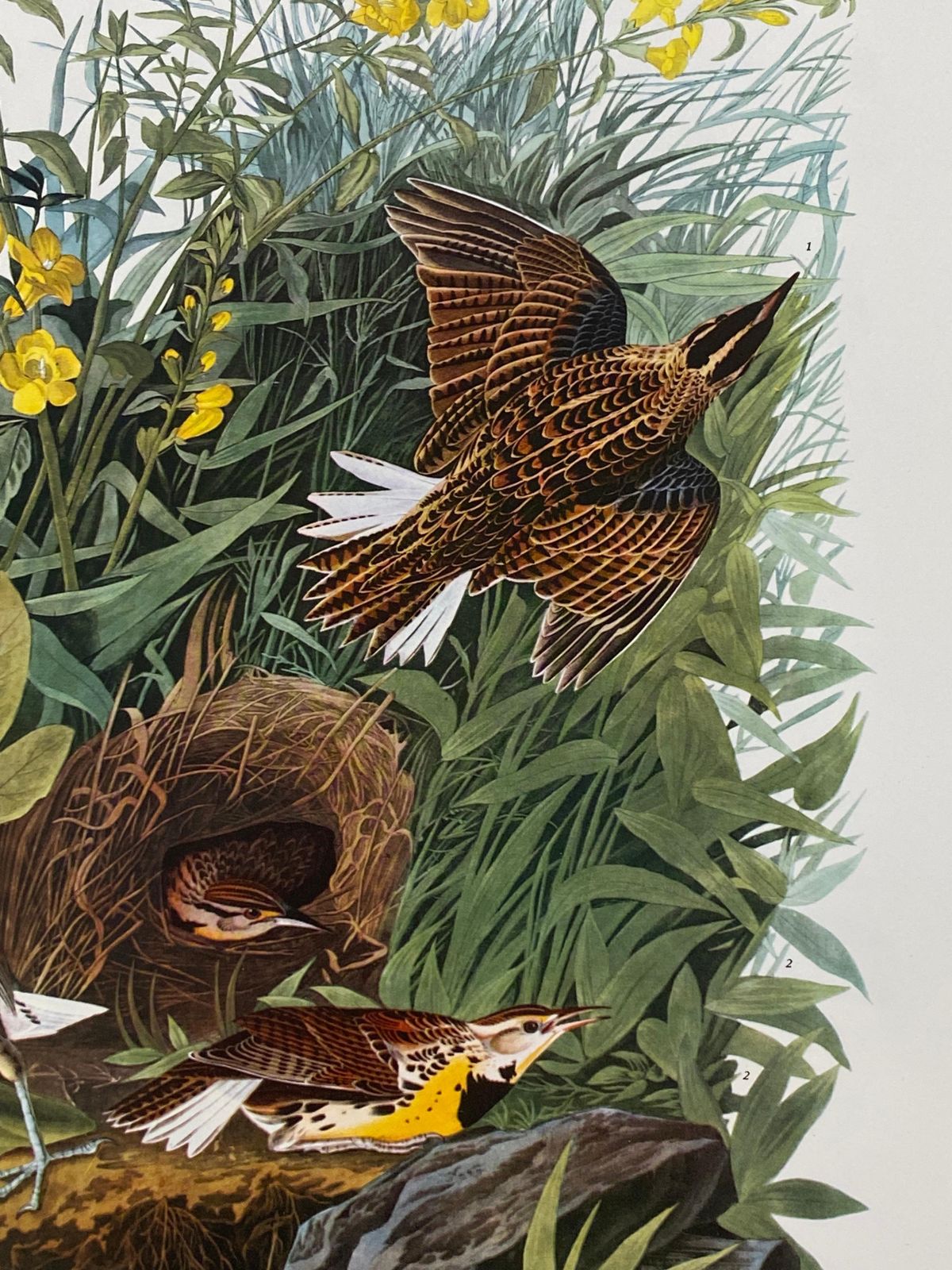 Unknownlarge Classical Bird Color Print After John James Audubon, Meadow Lark20th Century photo for sale