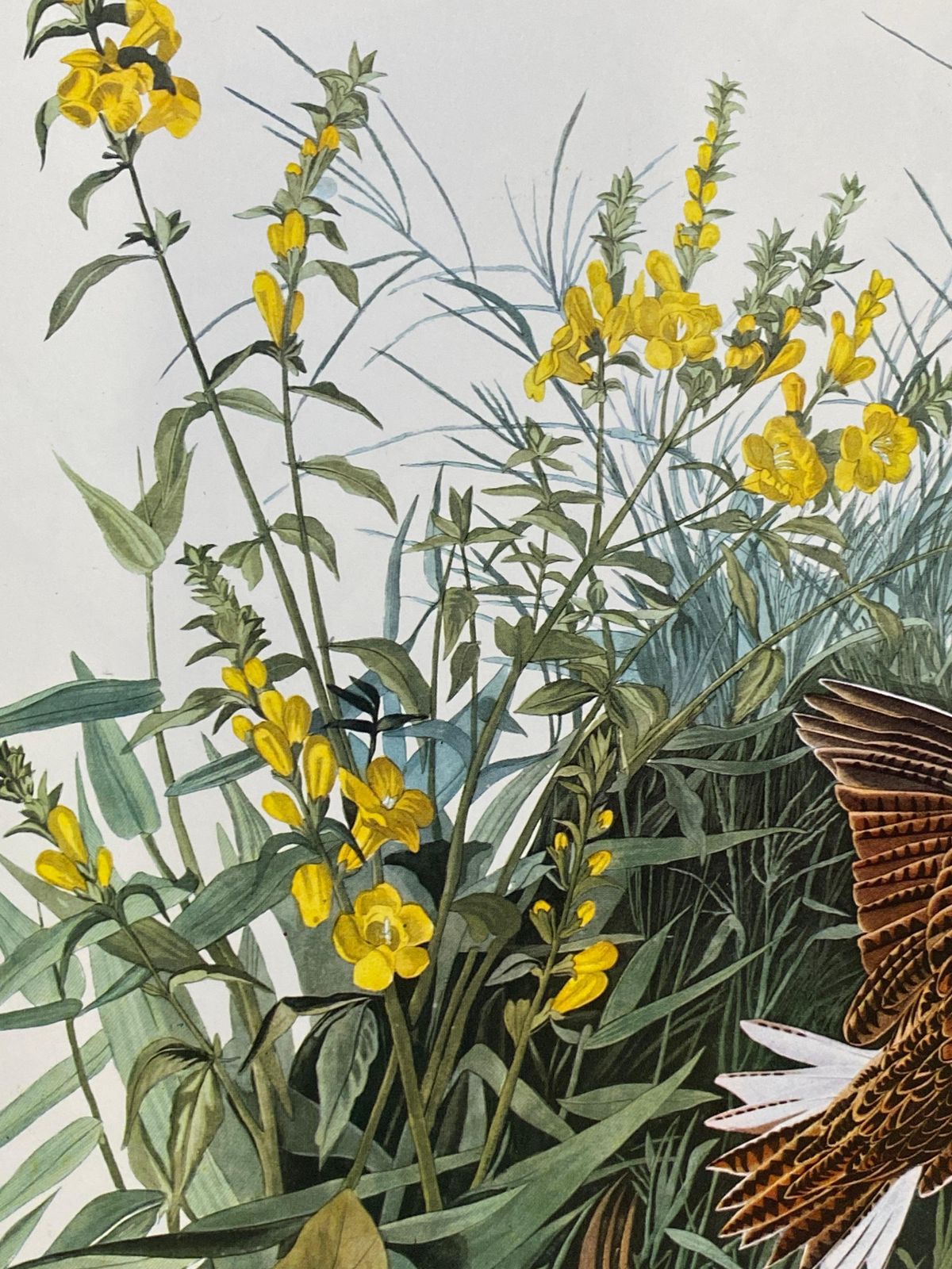 Unknownlarge Classical Bird Color Print After John James Audubon, Meadow Lark20th Century photo vinterior