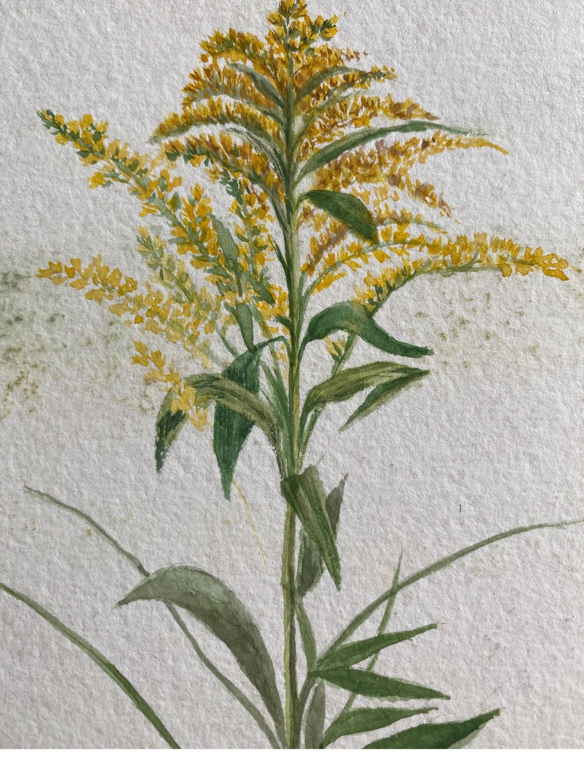 Unknownfine Antique British Botannical Watercolour Painting, Circa 1900's, Yellowscirca 1900s photo 178.0