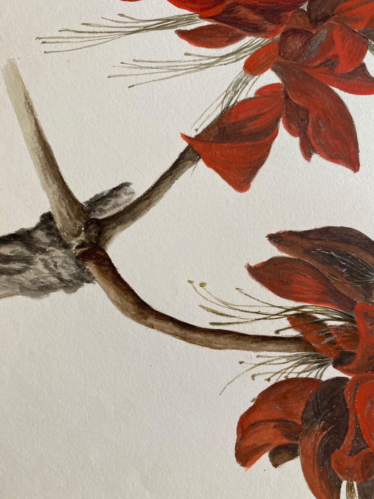 Unknownfine Antique British Botannical Watercolour Painting, Circa 1900's Red Flowercirca 1900s photo Art