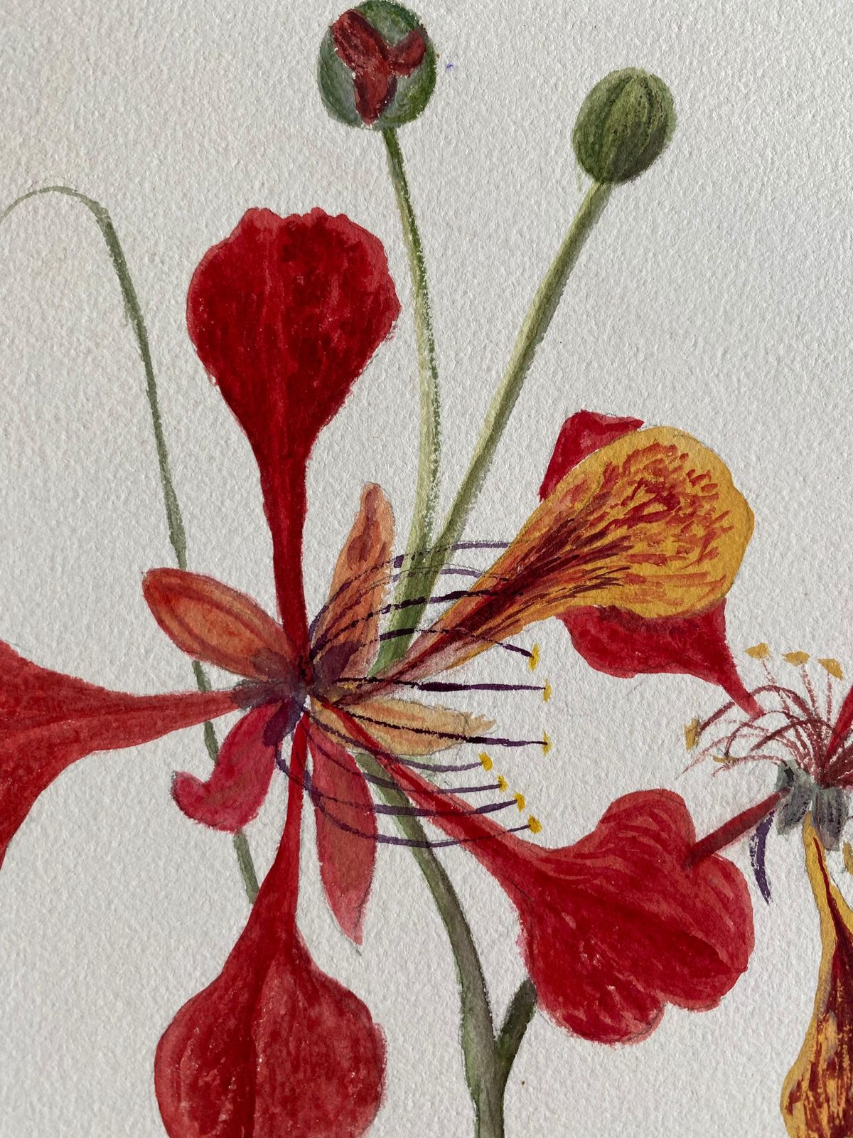 Unknownfine Antique British Botannical Watercolour Painting, Circa 1900's Red Flowerscirca 1900s photo for sale