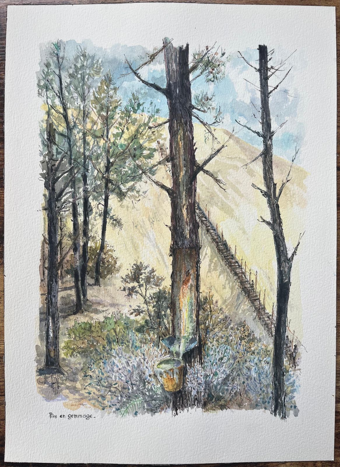 Robert Lepine (1929   2017)french Watercolor Painting Of “Pin En Gemmage” In Forested Dunes20th Century photo furniture