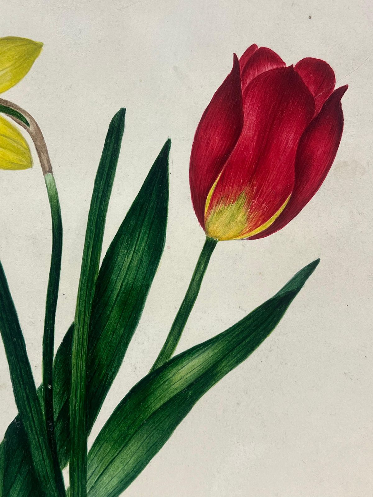 English Schoolbotanical Watercolour Painting Of A Red Tulip And Yellow Daffodil Green Leaves19th Century photo for sale
