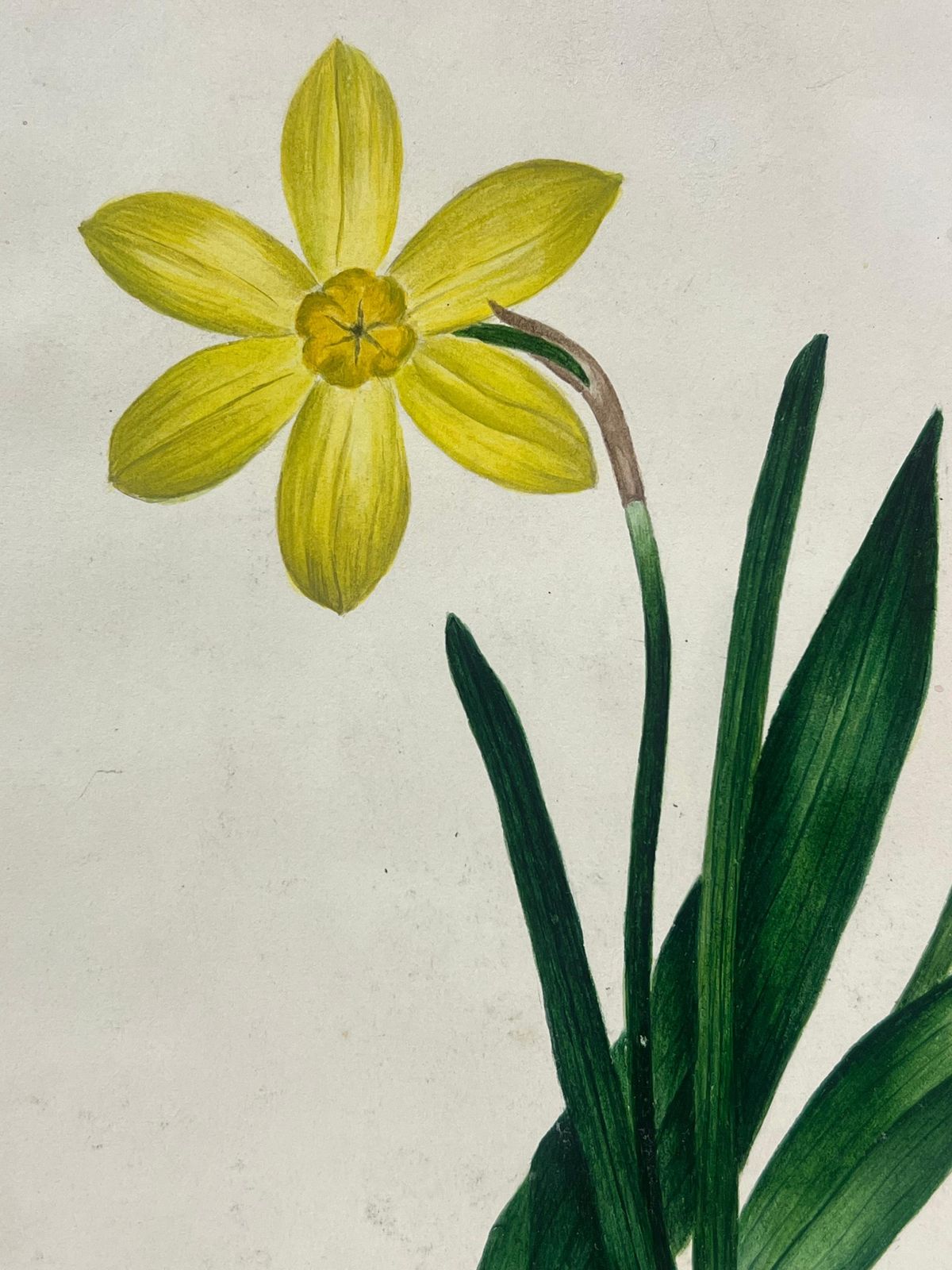 English Schoolbotanical Watercolour Painting Of A Red Tulip And Yellow Daffodil Green Leaves19th Century photo Art