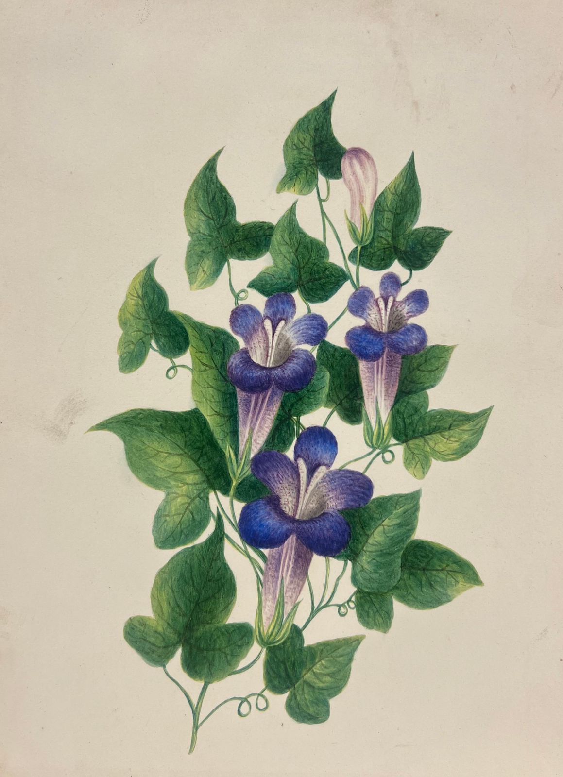 English Schoolbotanical Watercolour Painting Of Purple Trumpet Flowers With Lush Green Foliage19th Century