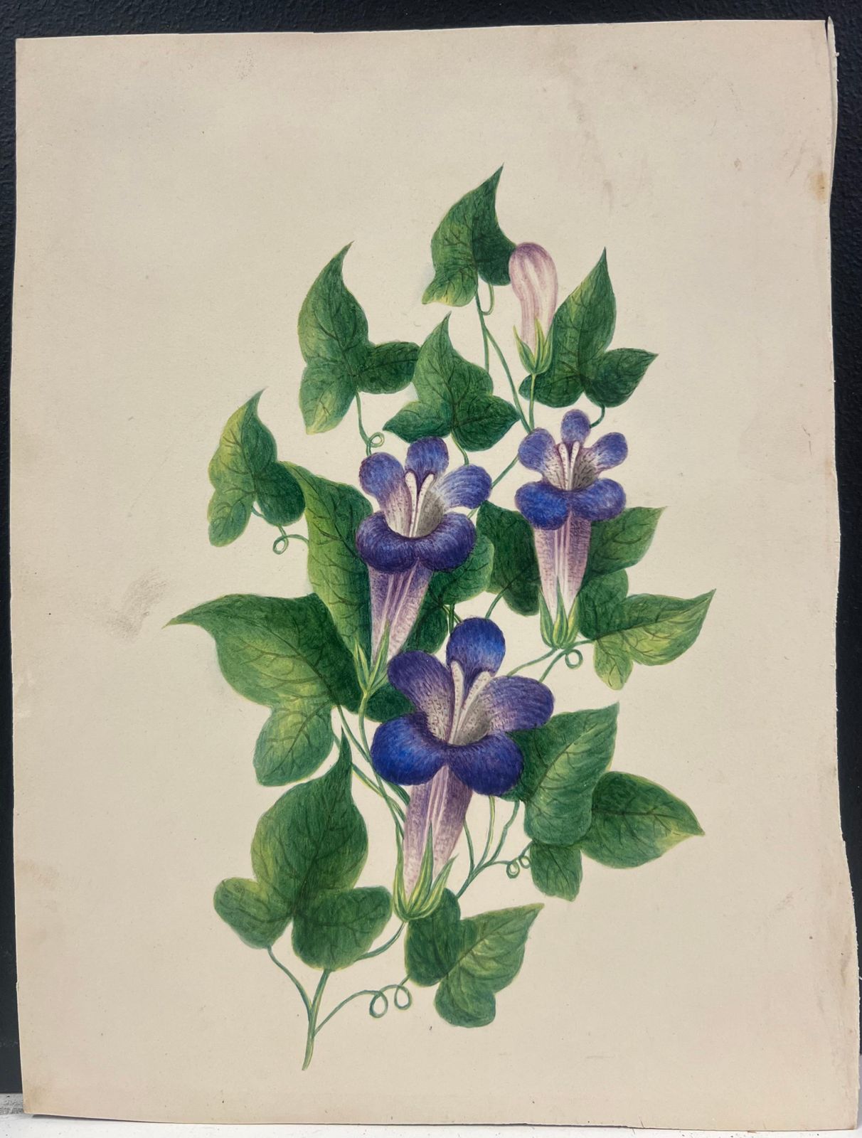 English Schoolbotanical Watercolour Painting Of Purple Trumpet Flowers With Lush Green Foliage19th Century photo furniture
