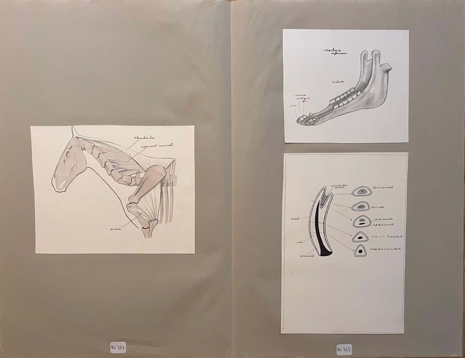 Robert Ladouoriginal French Illustrations Of An Equine Skeletal And Dental Structures20th Century