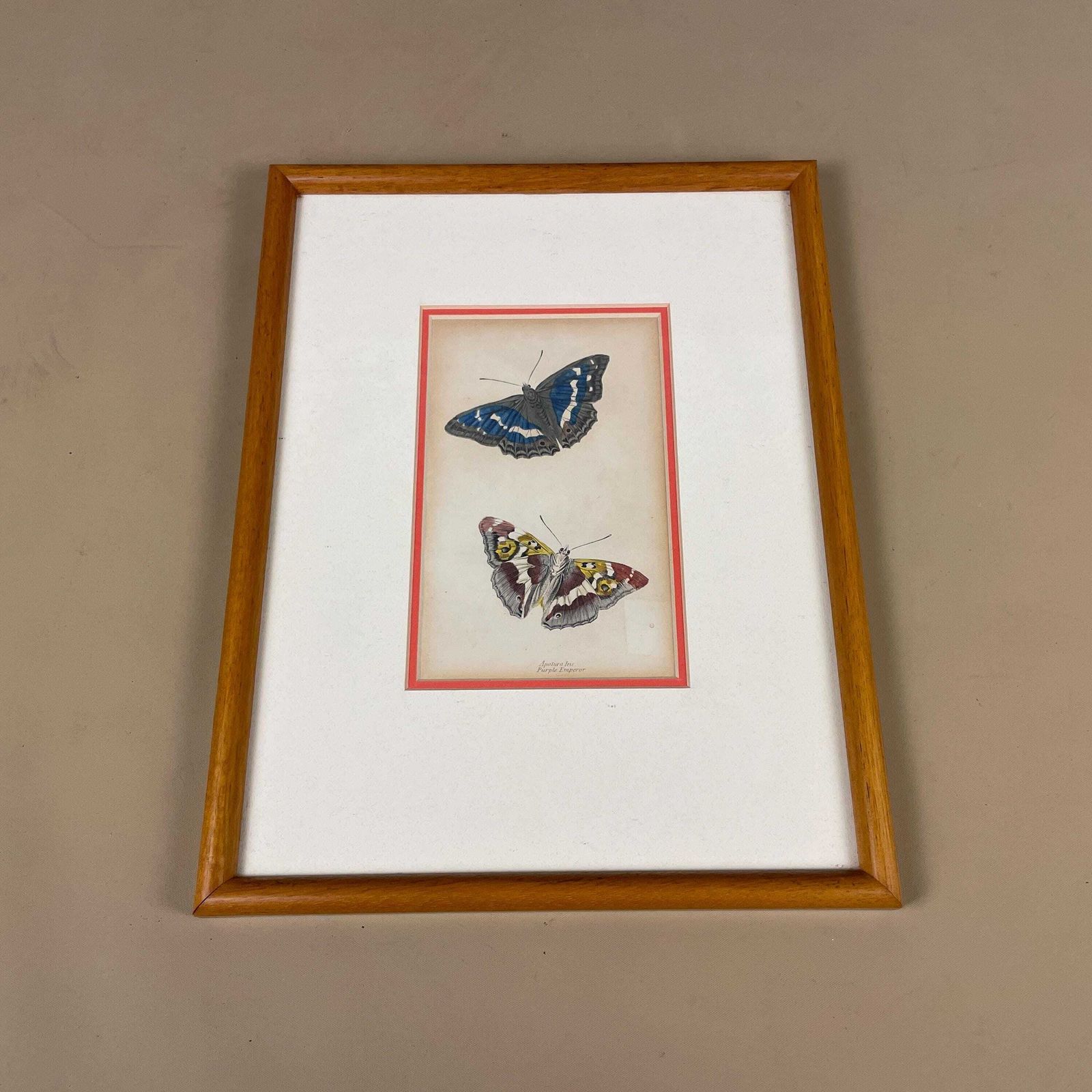 Antiquarian Hand Coloured Butterfly Print/Original C.1835 Jardine Naturalists Library Framed From Old Book Scientific Illustration