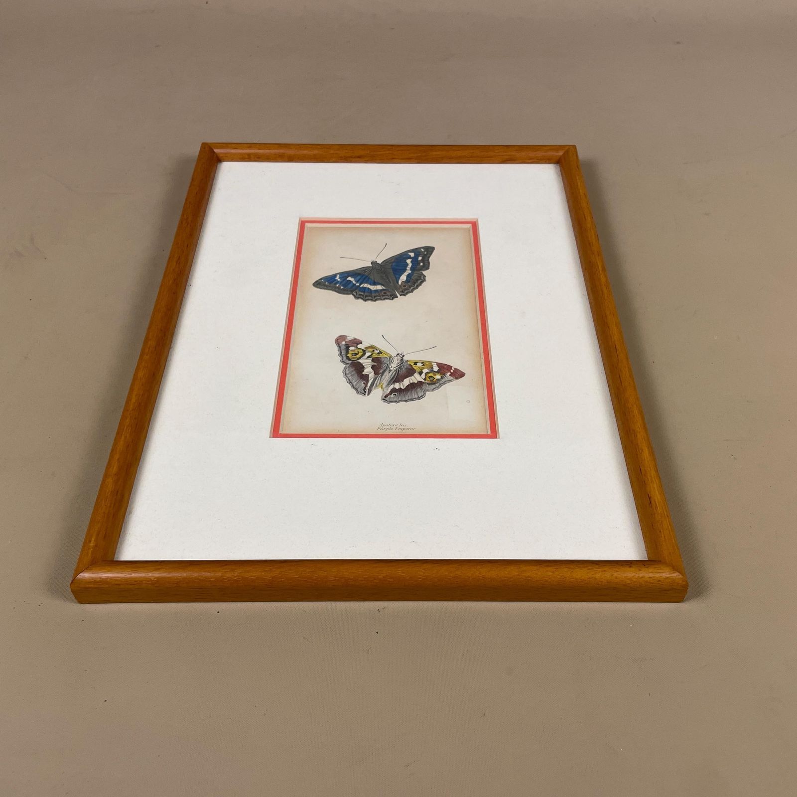 Antiquarian Hand Coloured Butterfly Print/Original C.1835 Jardine Naturalists Library Framed From Old Book Scientific Illustration photo for sale