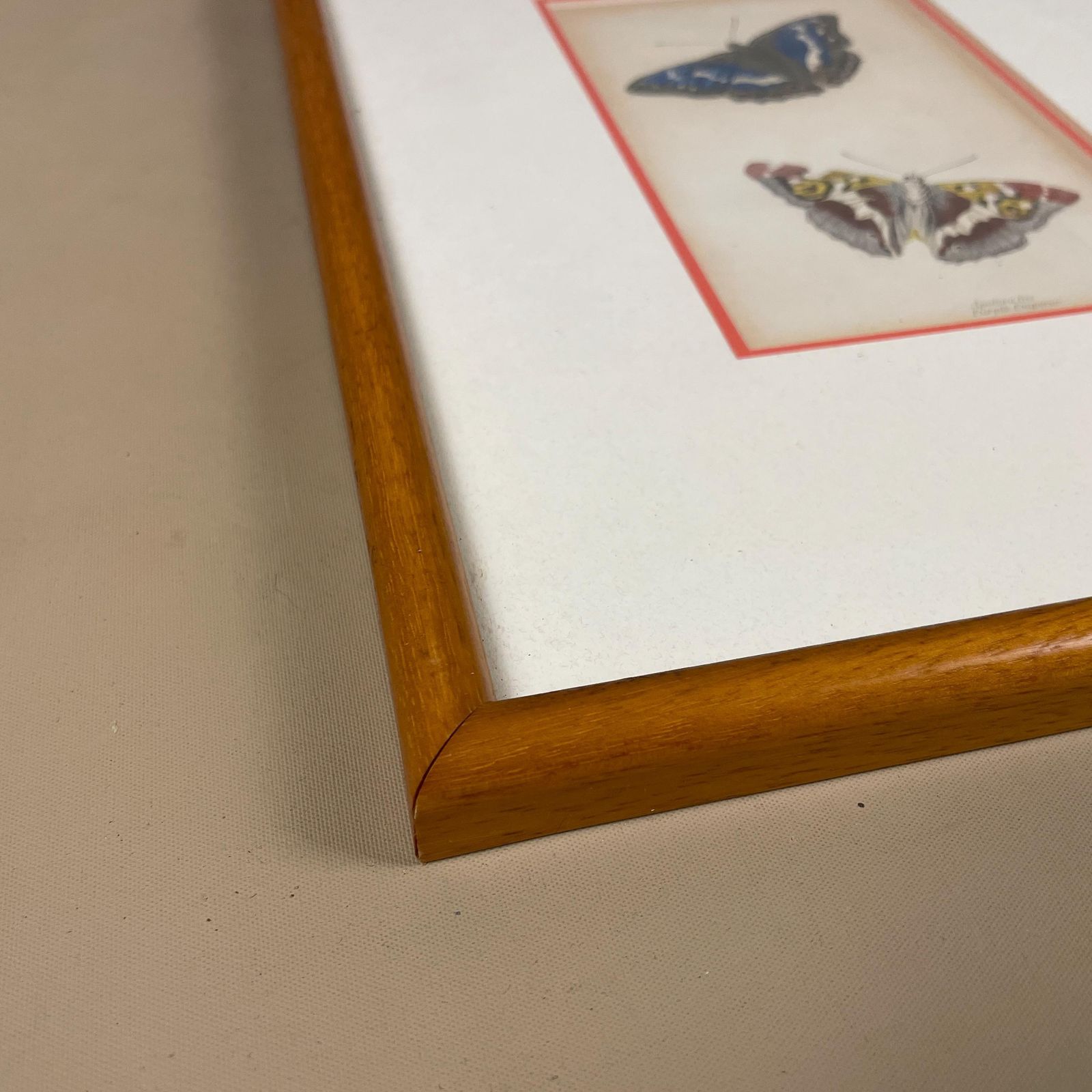 Antiquarian Hand Coloured Butterfly Print/Original C.1835 Jardine Naturalists Library Framed From Old Book Scientific Illustration photo buy