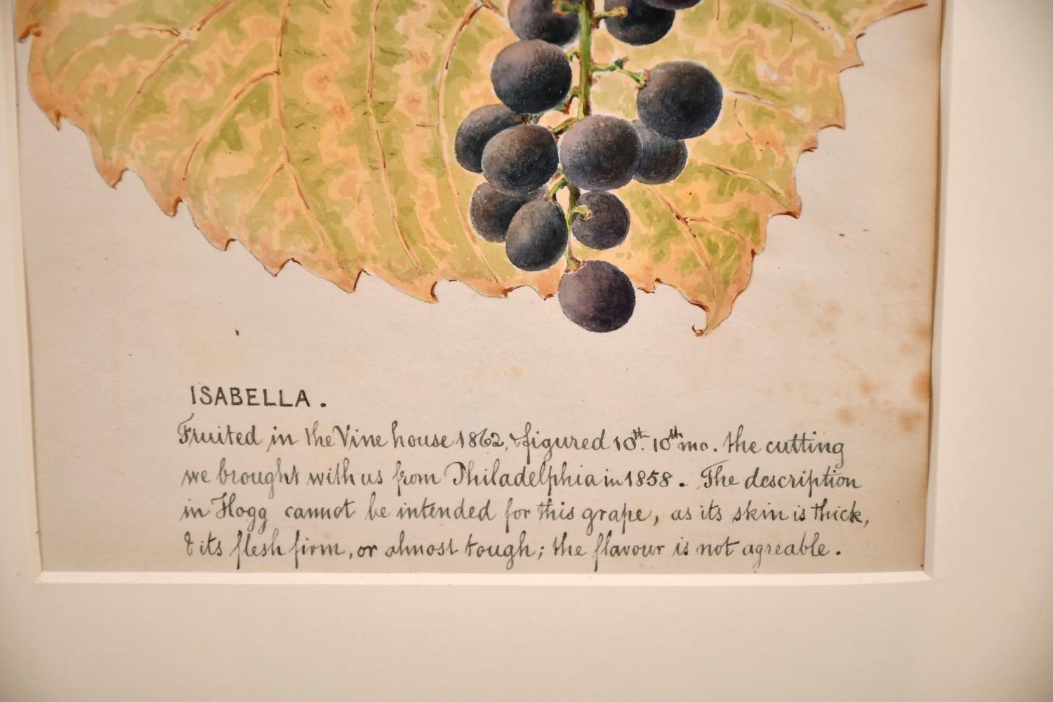 Unknown Fine 1860's Botannical Watercolour Drawing   Isabella Grapes On The Vine Circa 1860s photo furniture
