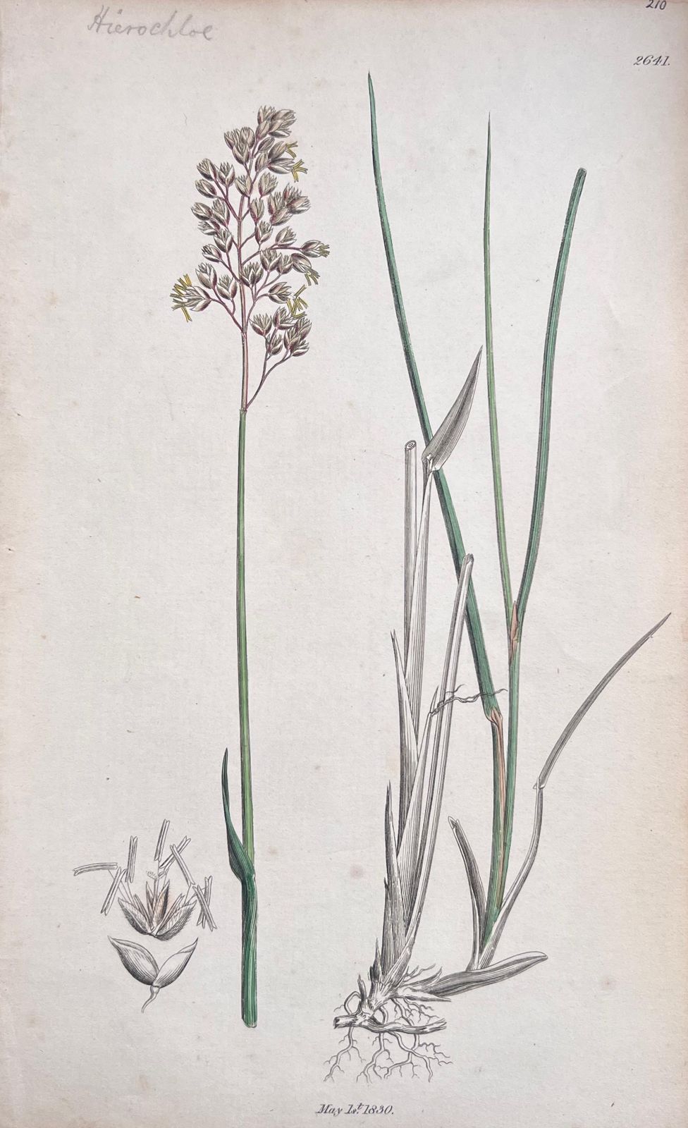 Unknown Set Of Six Fine Antique British Hand Coloured Botanical Prints, Circa 1900's Early Mid 19th Century photo buy