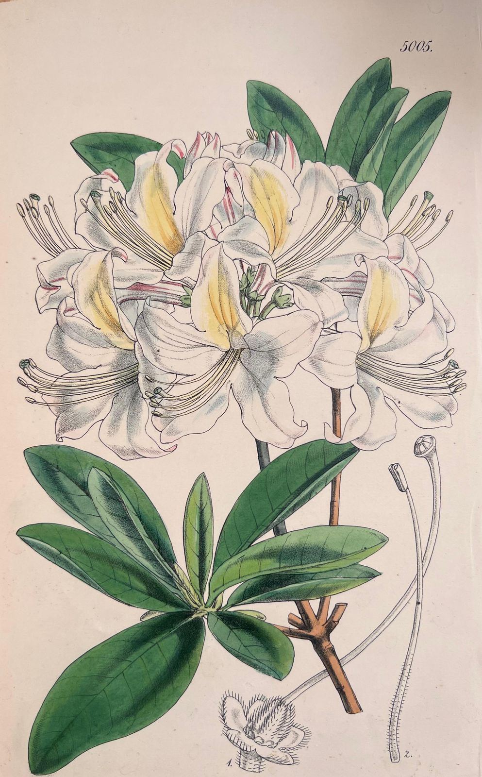 Unknown Set Of Six Fine Antique British Hand Coloured Botanical Prints, Circa 1900's Early Mid 19th Century photo furniture
