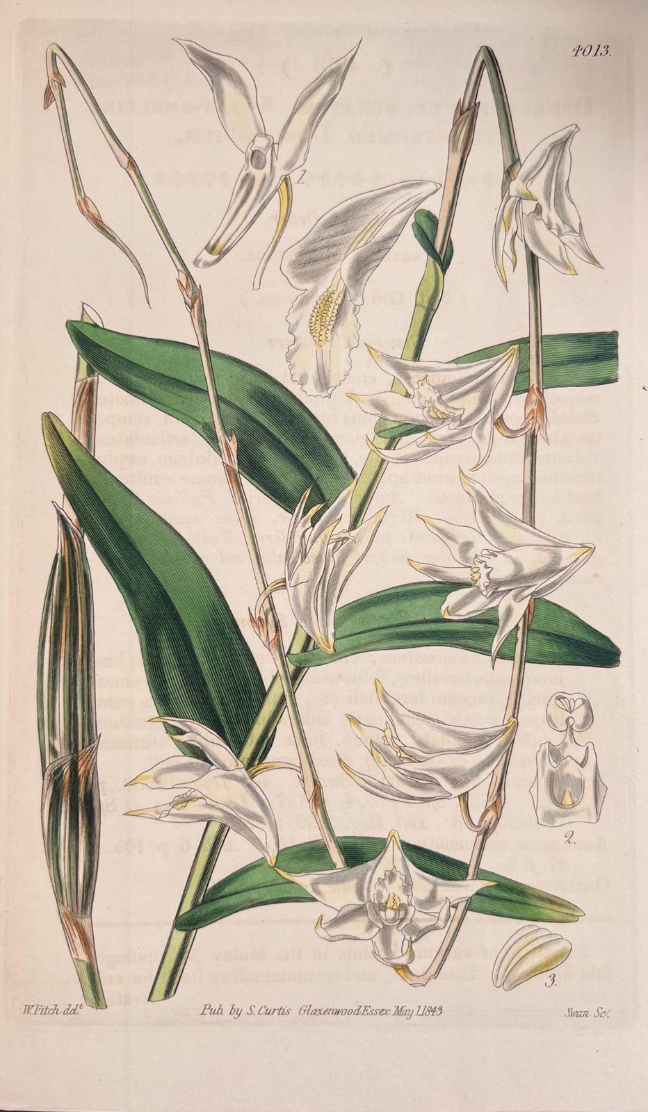 Unknown Set Of Six Fine Antique British Hand Coloured Botanical Prints, Circa 1900's Early Mid 19th Century photo Art
