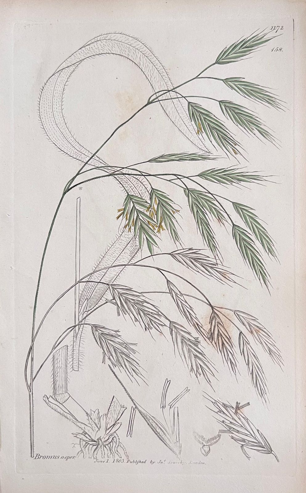 Unknown Set Of Six Fine Antique British Hand Coloured Botanical Prints, Circa 1900's Early Mid 19th Century photo 400.0