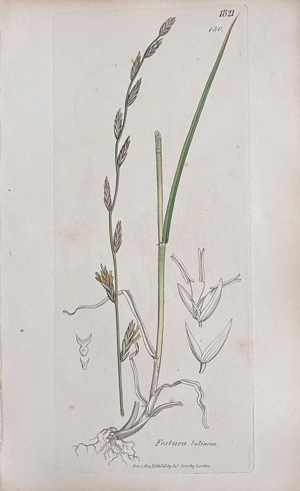 Unknown Set Of Six Fine Antique British Hand Coloured Botanical Prints, Circa 1900's Early Mid 19th Century photo vinterior