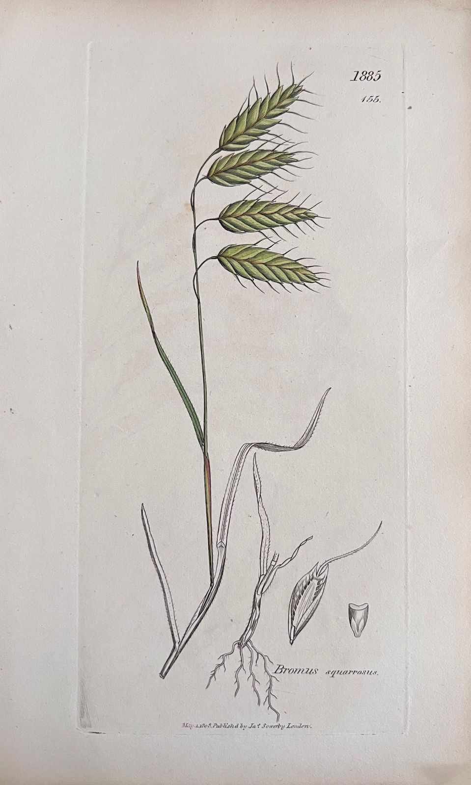 Unknown Set Of Six Fine Antique British Hand Coloured Botanical Prints, Circa 1900's Early Mid 19th Century photo buy