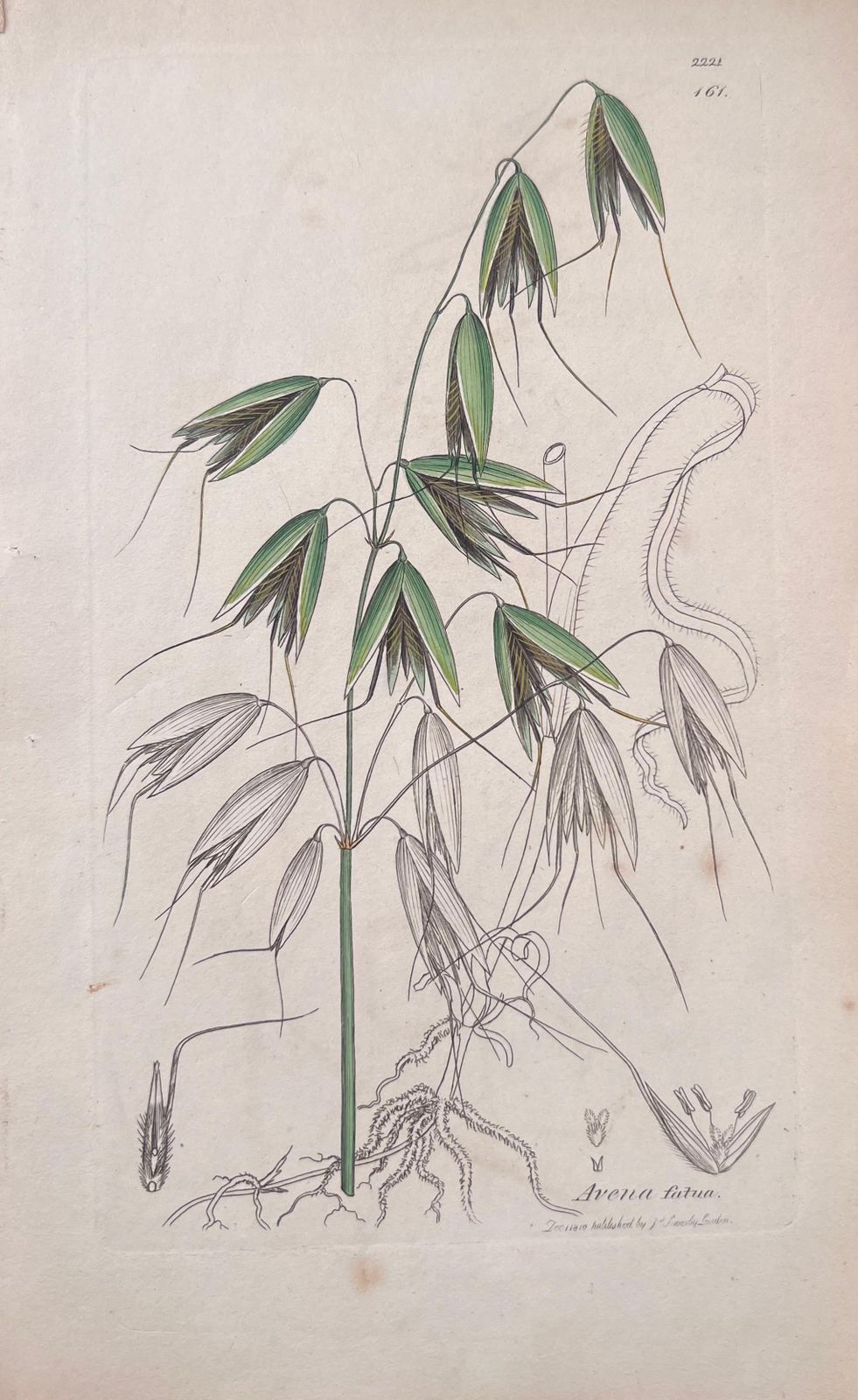 Unknown Set Of Six Fine Antique British Hand Coloured Botanical Prints, Circa 1900's Early Mid 19th Century photo Art