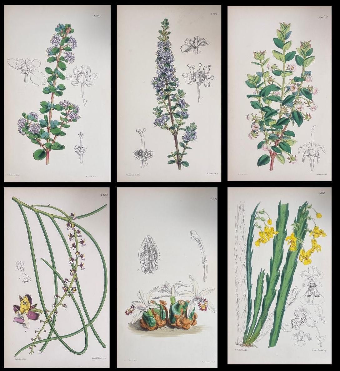 Unknown Set Of Six Fine Antique British Hand Coloured Botanical Prints, Circa 1900's Early Mid 19th Century