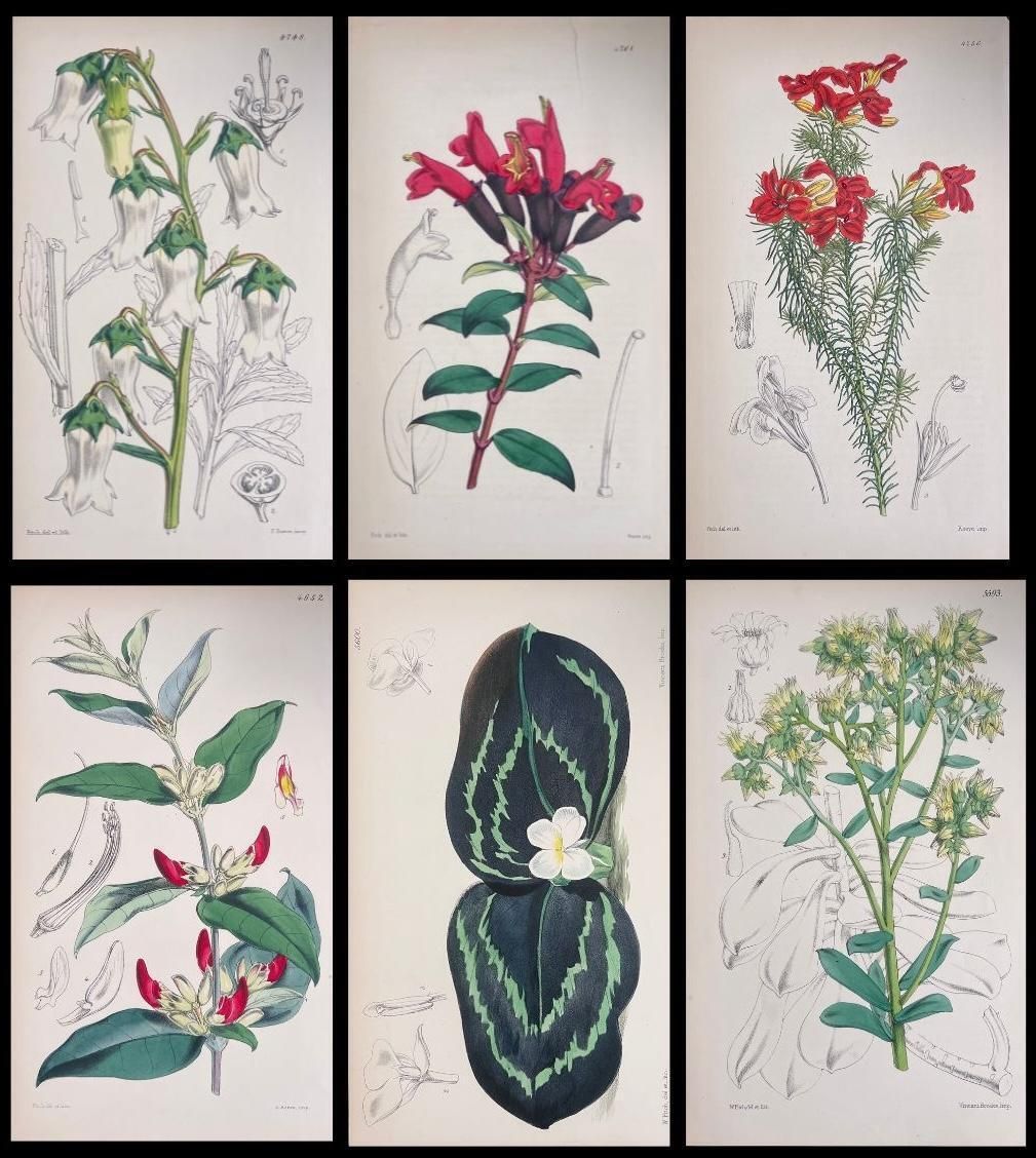 Unknown Set Of Six Fine Antique British Hand Coloured Botanical Prints, Circa 1900's Early Mid 19th Century