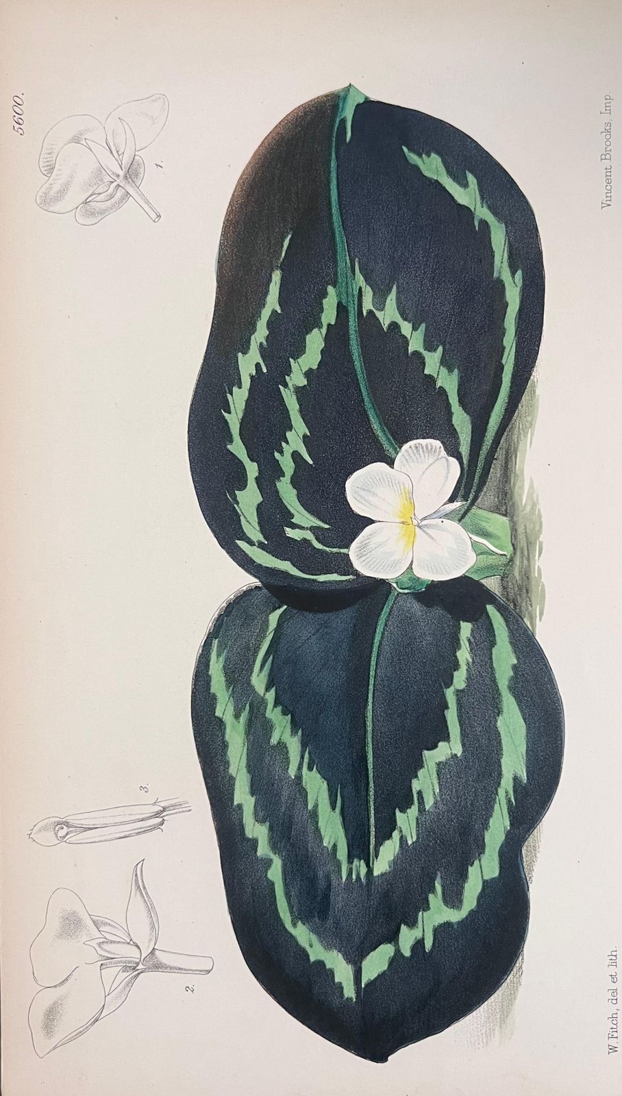 Unknown Set Of Six Fine Antique British Hand Coloured Botanical Prints, Circa 1900's Early Mid 19th Century photo for sale
