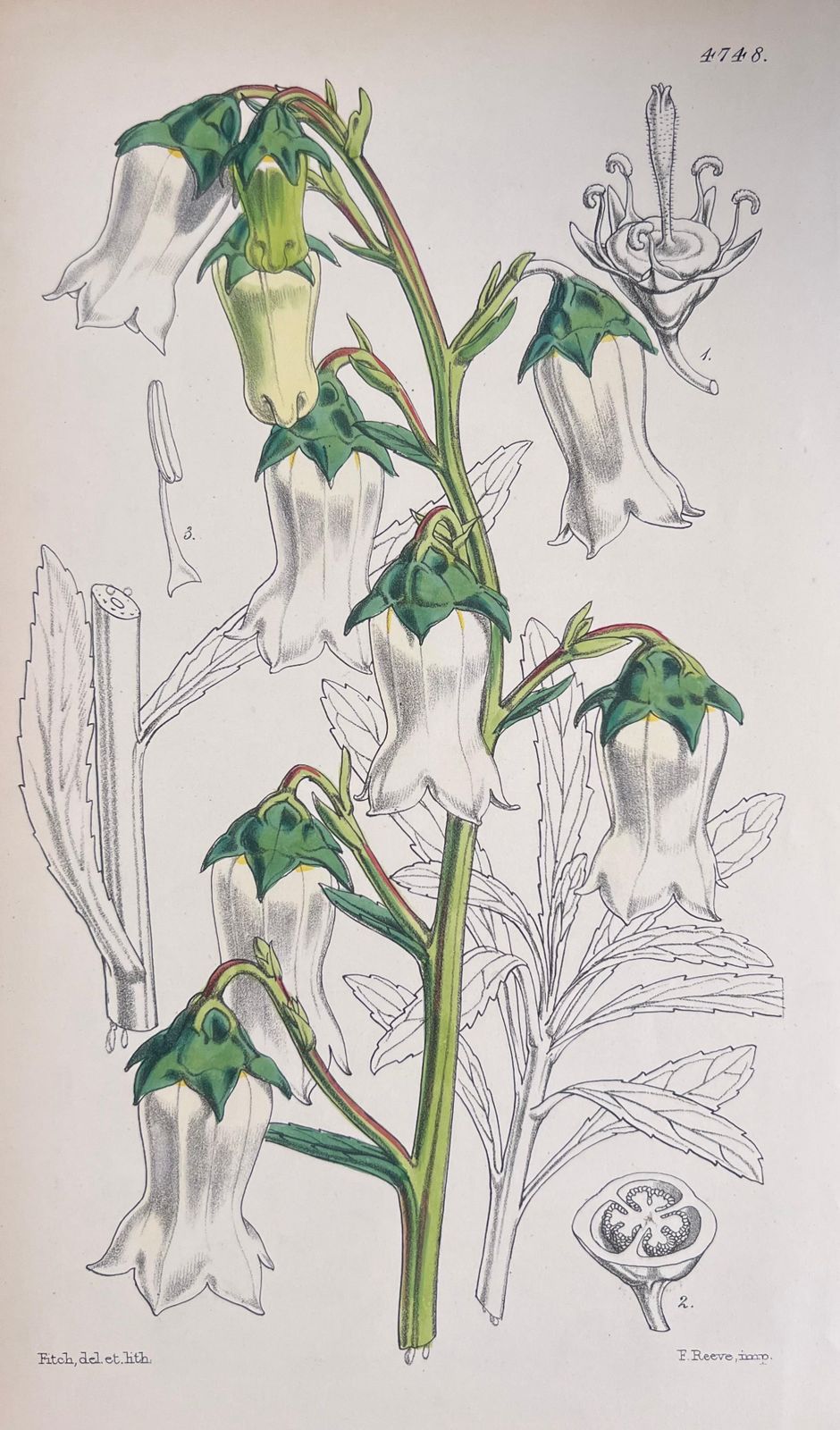 Unknown Set Of Six Fine Antique British Hand Coloured Botanical Prints, Circa 1900's Early Mid 19th Century photo buy