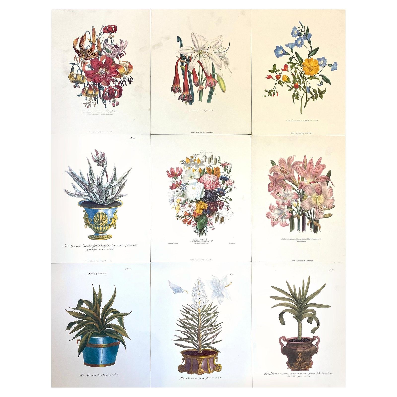 Unknown Set Of Nine Botanical Floral Colored Prints, Ideal Gallery Wall Project 20th Century