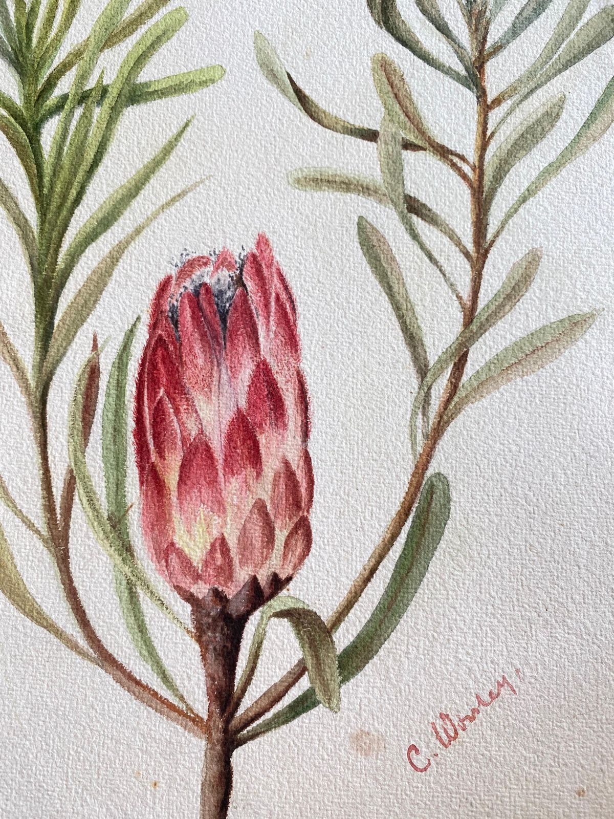 Fine Antique British Botannical Watercolour Painting, Circa 1900's Pink & Green Circa 1900s photo for sale