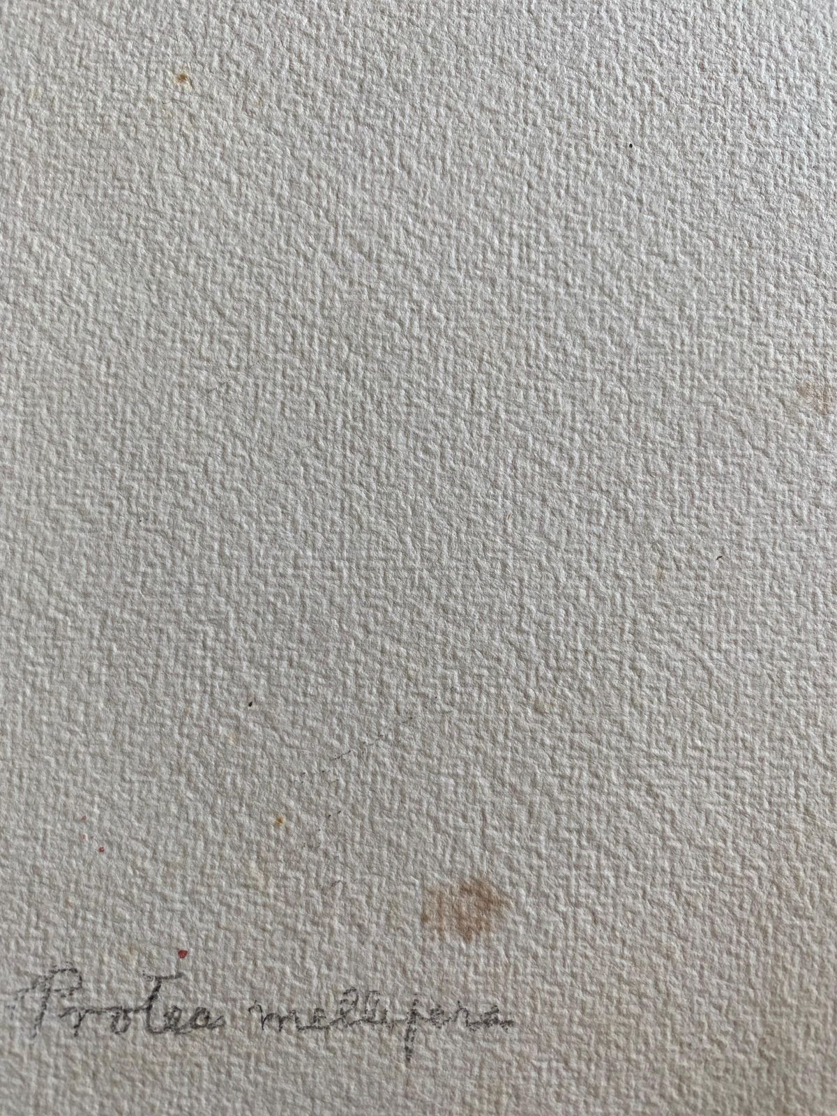 Art Fine Antique British Botannical Watercolour Painting, Circa 1900's Pink & Green Circa 1900s photo