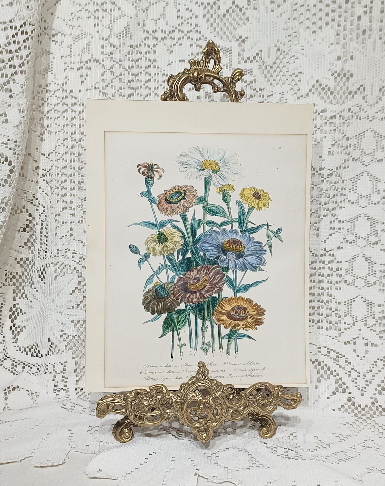 Antique Botanical Lithograph Hand Coloured Zinnias By Day And Hague London Unframed. photo for sale