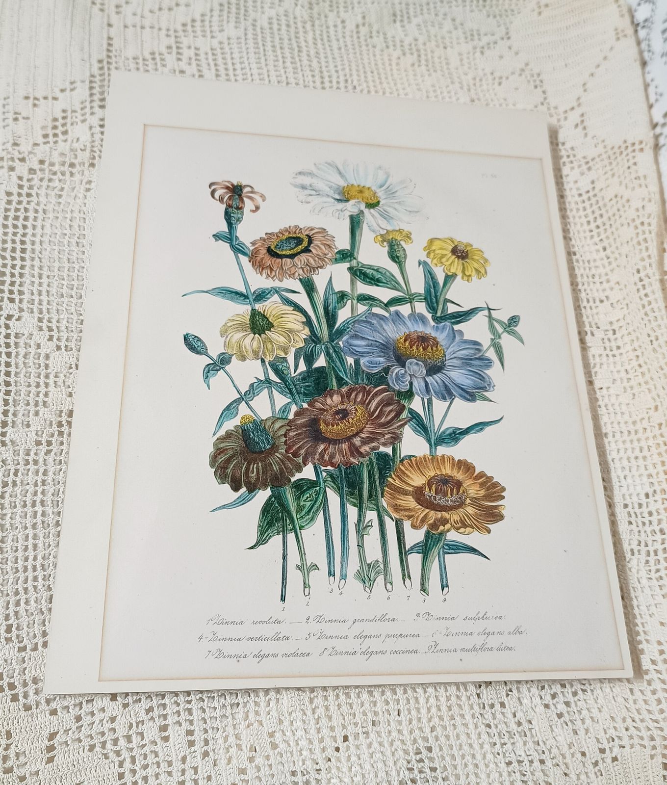 Antique Botanical Lithograph Hand Coloured Zinnias By Day And Hague London Unframed. photo buy