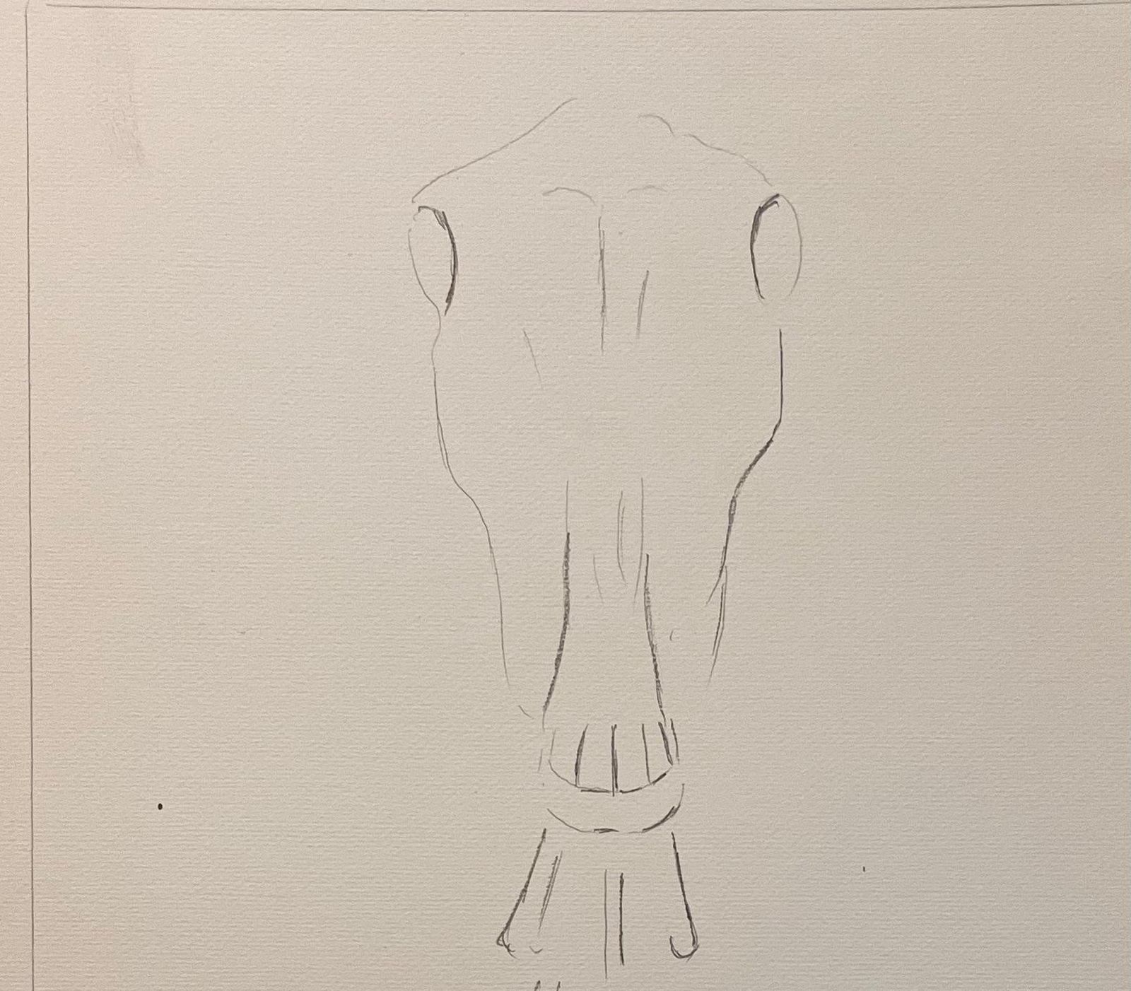 Original French Anatomical Study Of Horse's Skull And Cervical Vertebrae photo for sale
