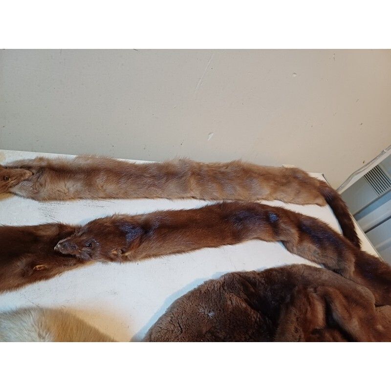 photo furniture Lot Of Furs La Belle Fourure Limoges