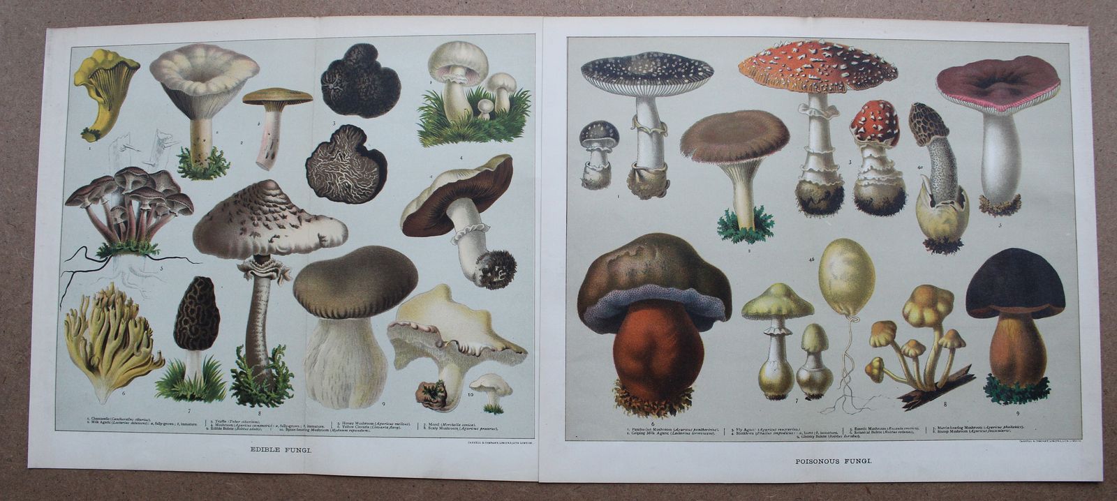 A Set Of Two Fine Lithographs Edible & Poisonous Fungi C1891