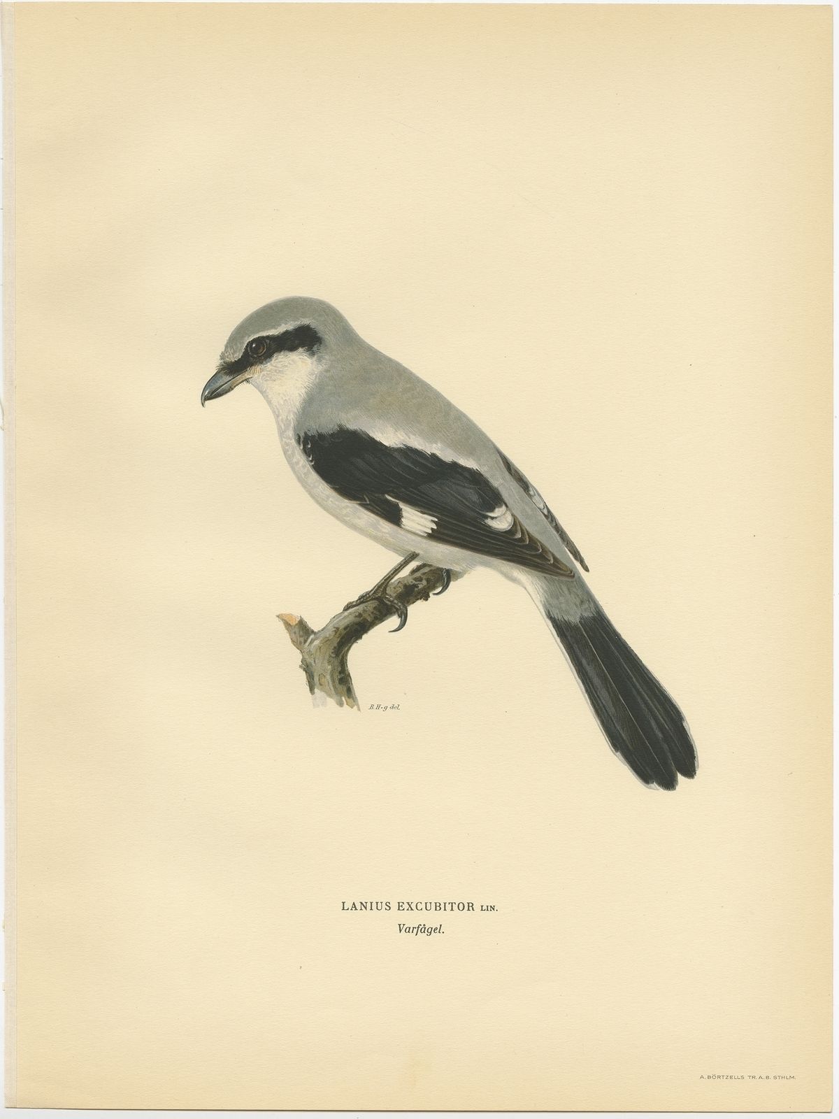 Antique Bird Print Of The Great Grey Shrike By Von Wright (1927)