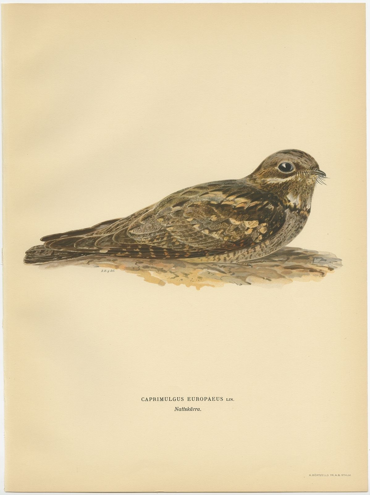 Antique Bird Print Of The European Nightjar By Von Wright (1927)
