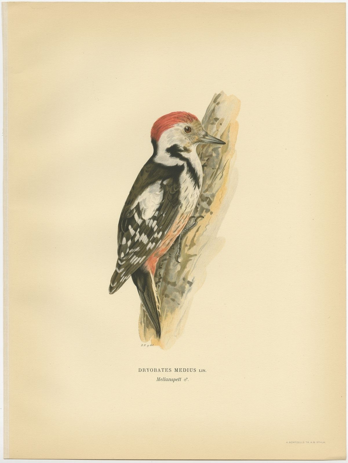 Antique Bird Print Of The Male Middle Spotted Woodpecke By Von Wright (1927)