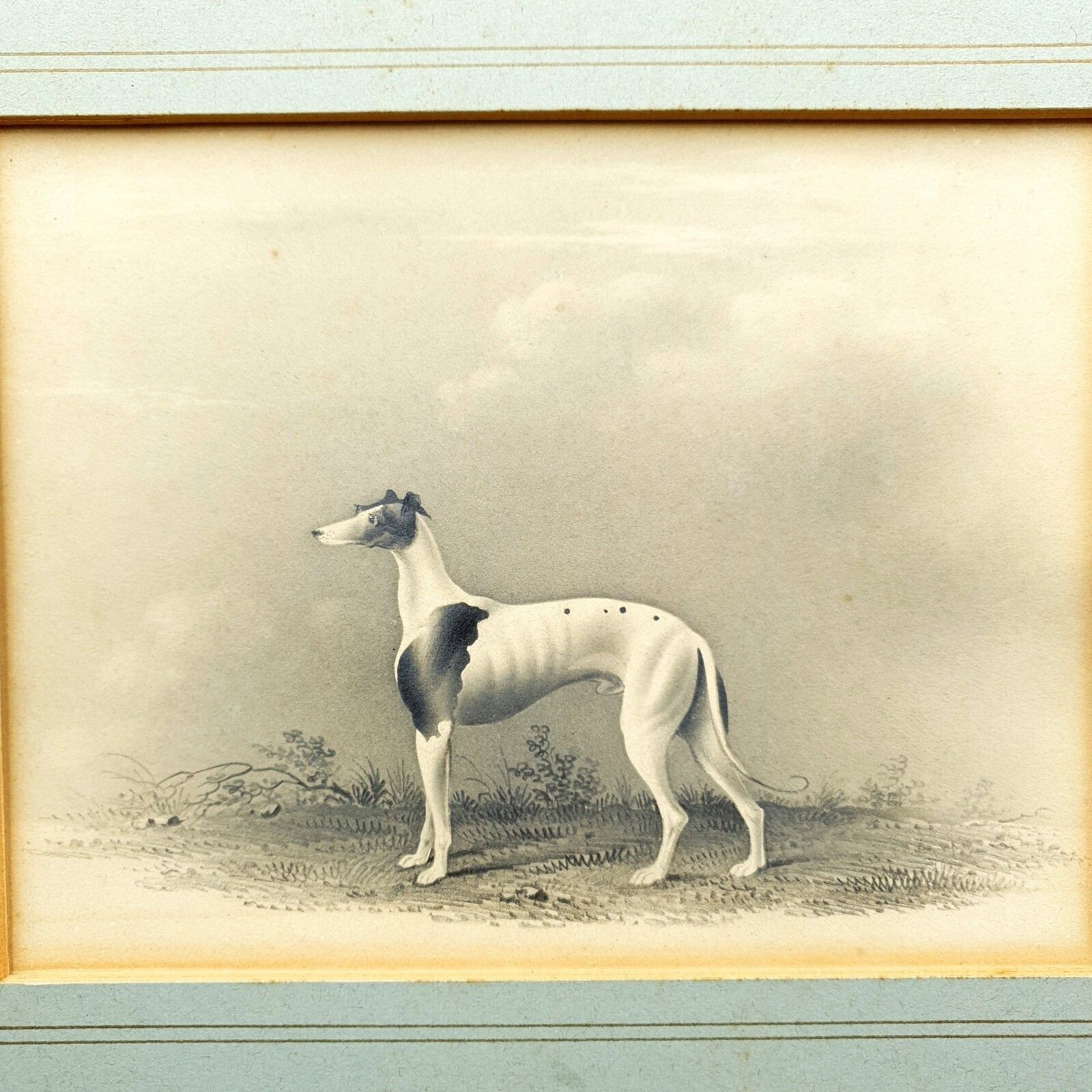 Early 19thc Original Greyhound Drawing On Card C1800–1830 British Sporting Art photo Art